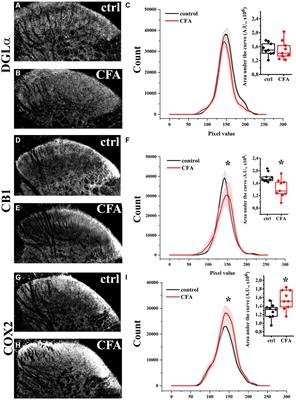 Reactive spinal glia convert 2-AG to prostaglandins to drive aberrant astroglial calcium signaling
